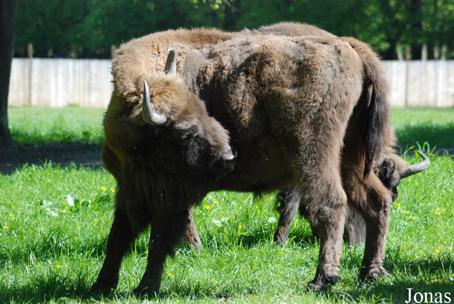 Bison bonasus