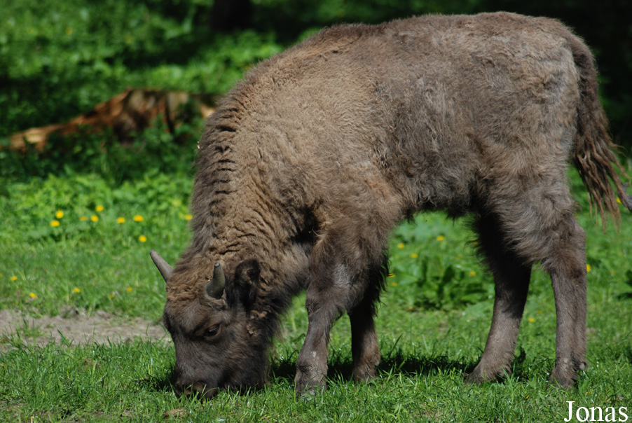 Bison bonasus