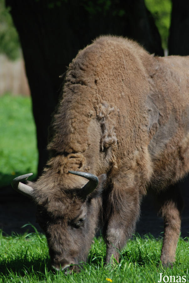 Bison bonasus
