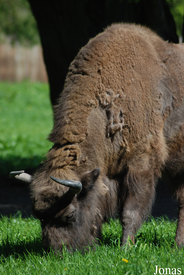 Bison bonasus