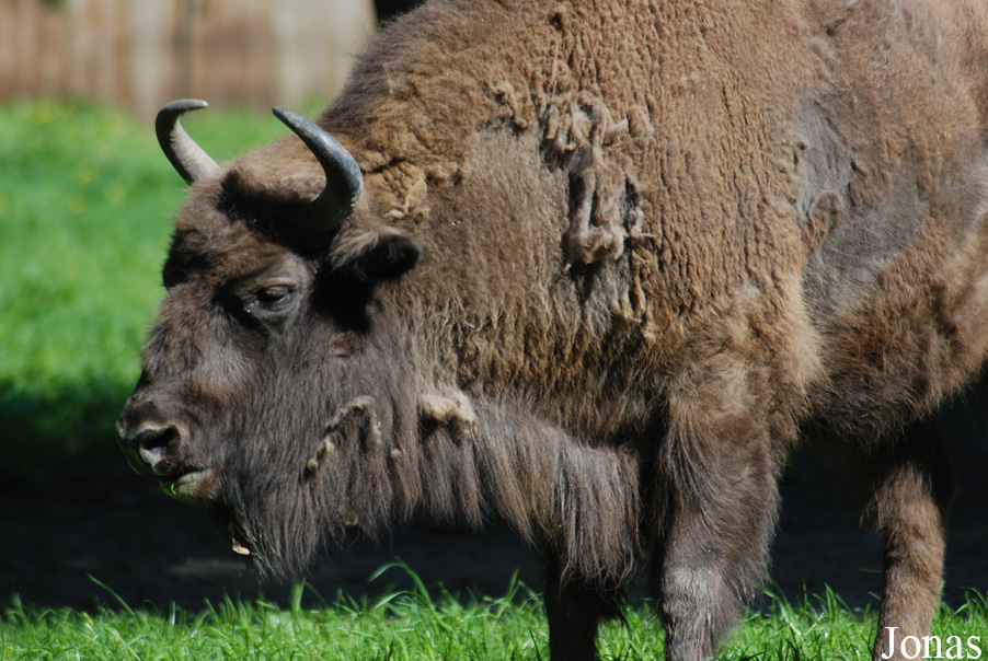 Bison bonasus