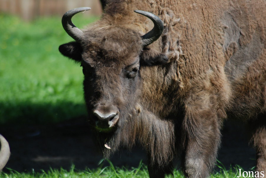Bison bonasus
