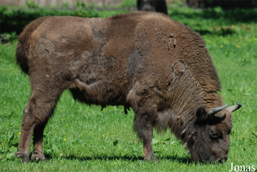 Bison bonasus