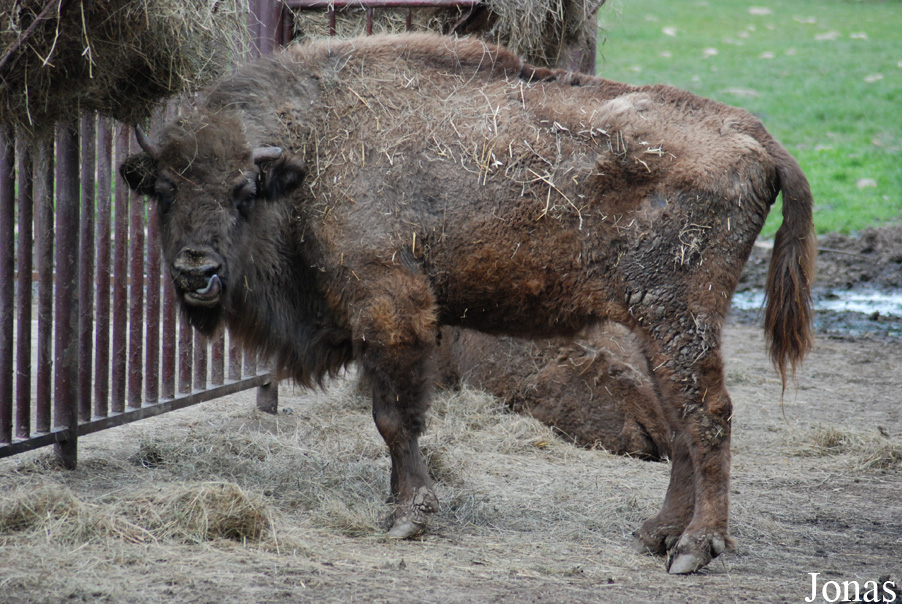 Bison bonasus