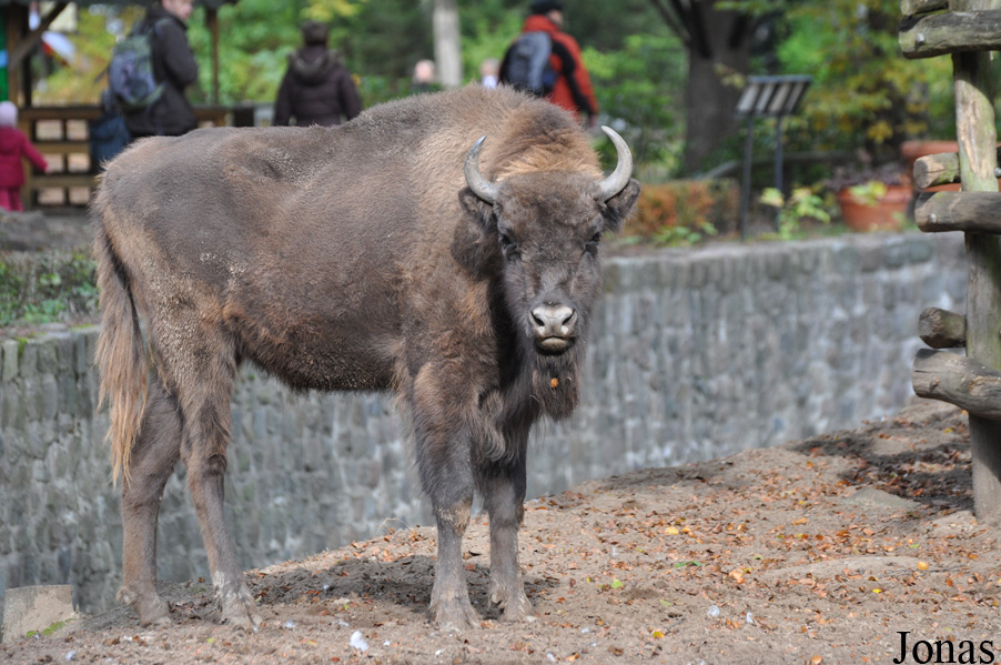 Bison bonasus