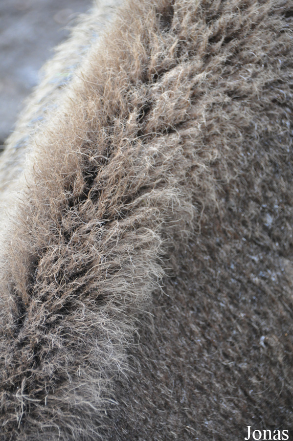 Bison bonasus