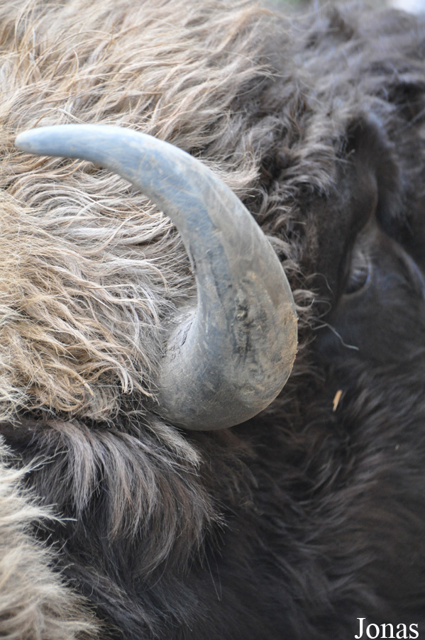 Bison bonasus