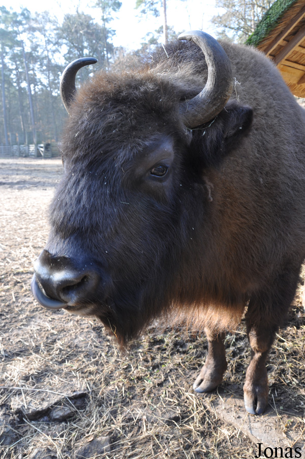 Bison bonasus