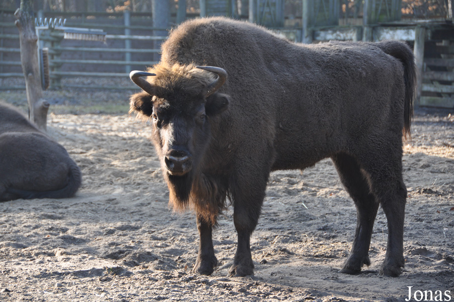 Bison bonasus