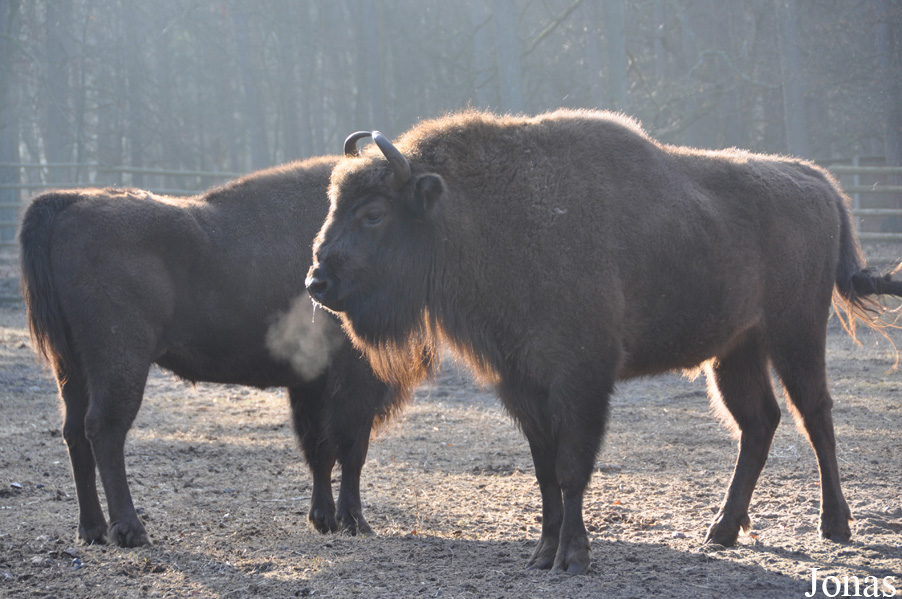 Bison bonasus
