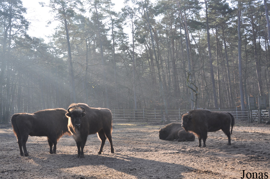 Bison bonasus