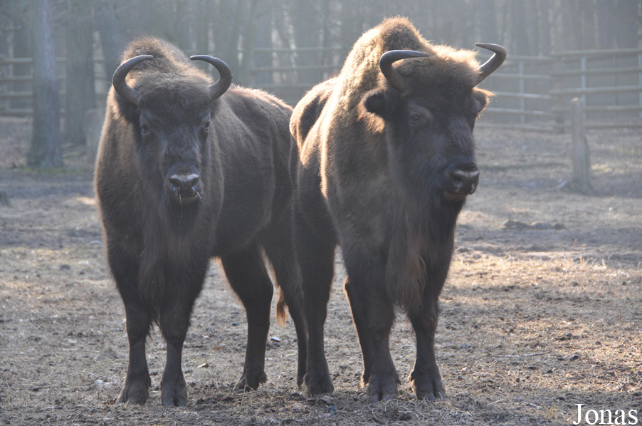 Bison bonasus