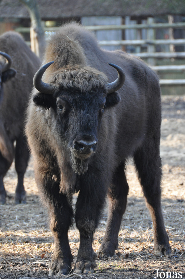 Bison bonasus