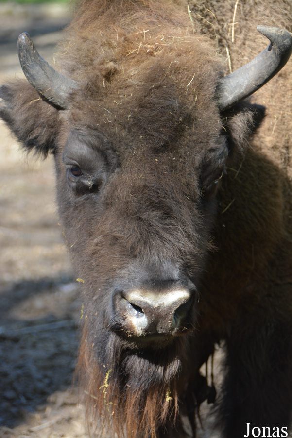 Bison bonasus