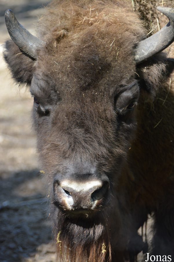 Bison bonasus