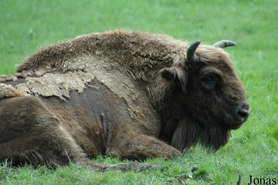 Bison bonasus