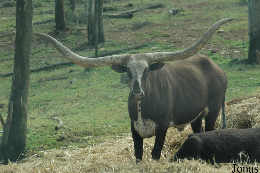 Boeuf Watussi
