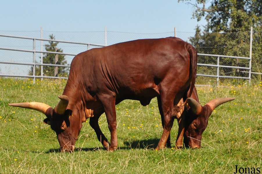 Boeuf Watussi