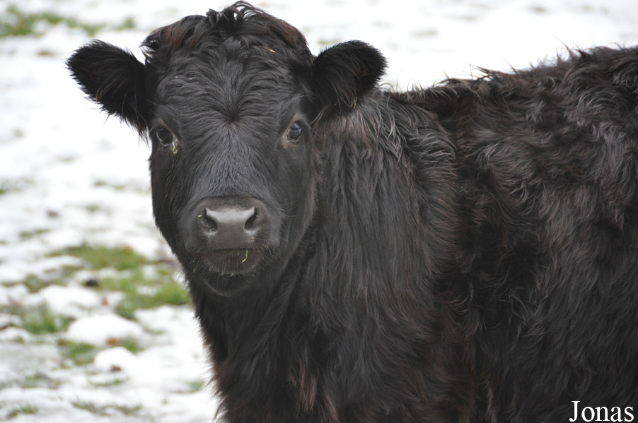 Vache du Dahomey