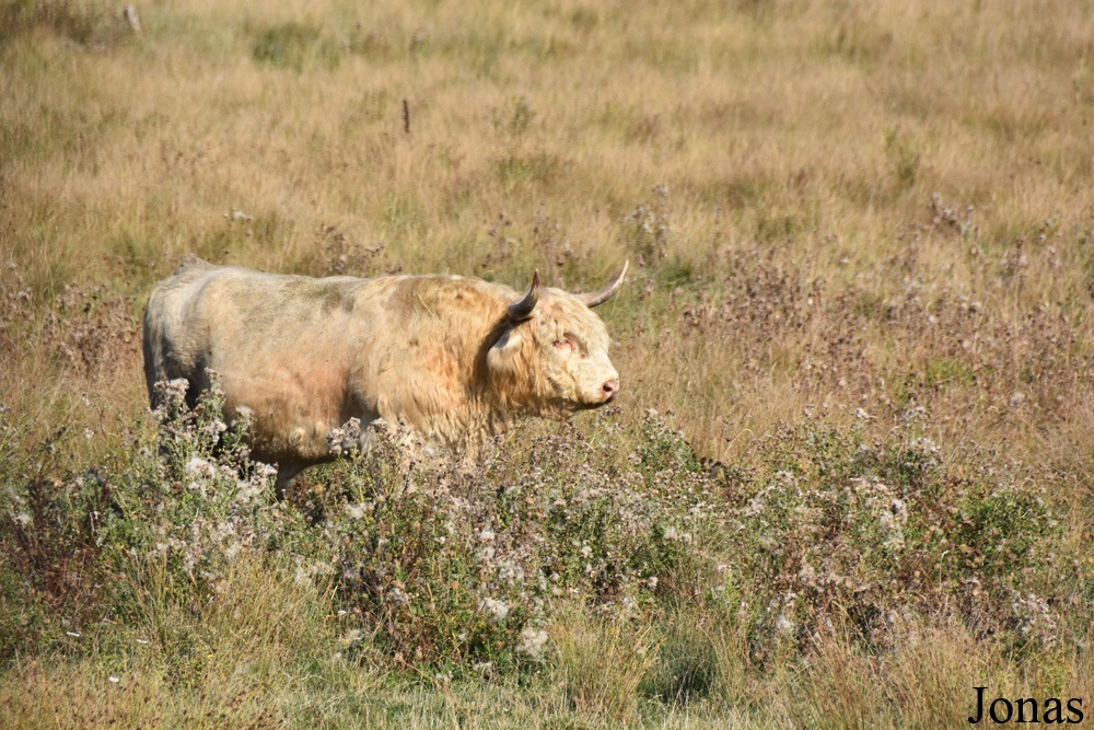 Vache Highland
