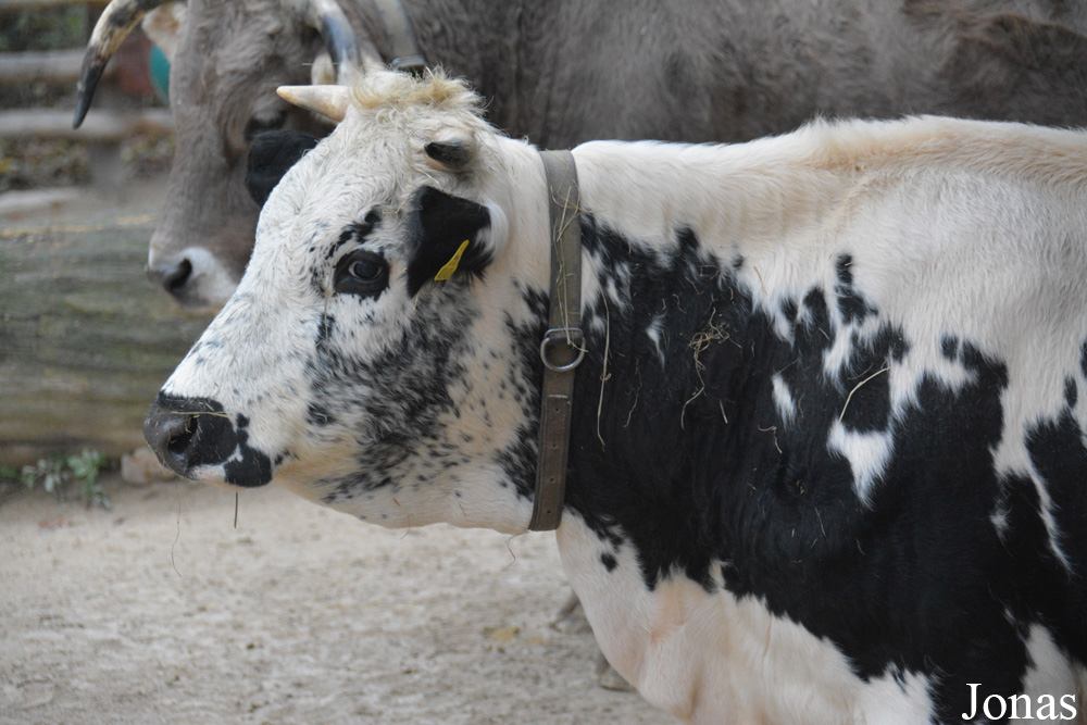 Vache Pustertaler Sprinzen