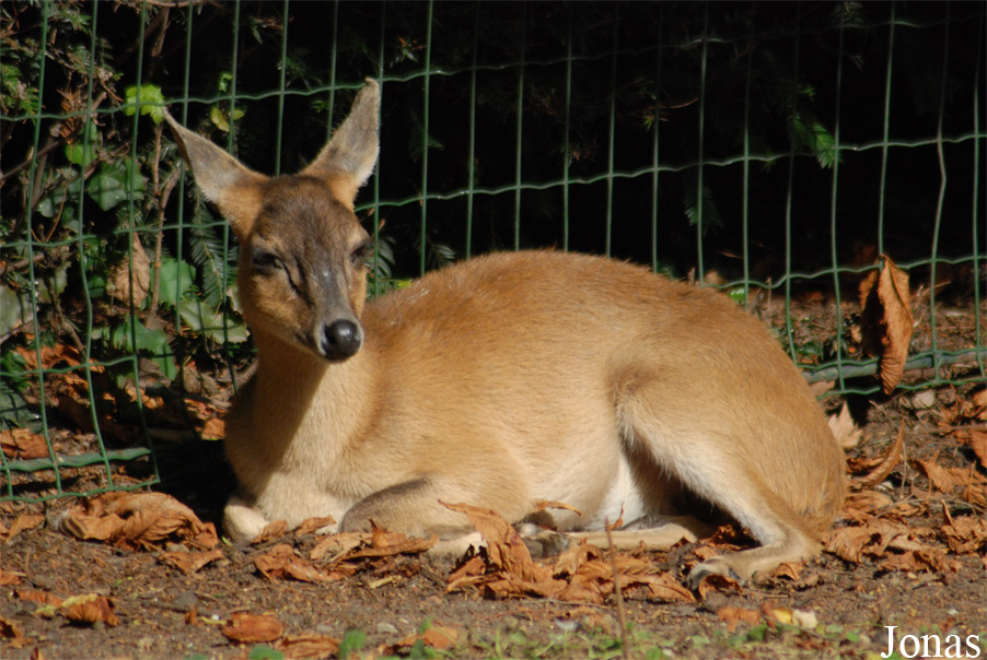 Tetracerus quadricornis