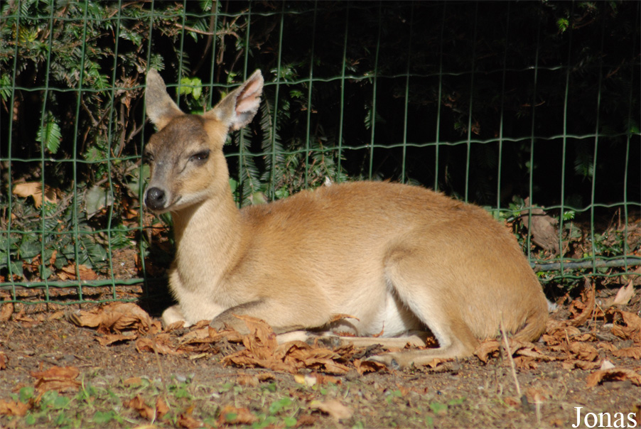 Tetracerus quadricornis