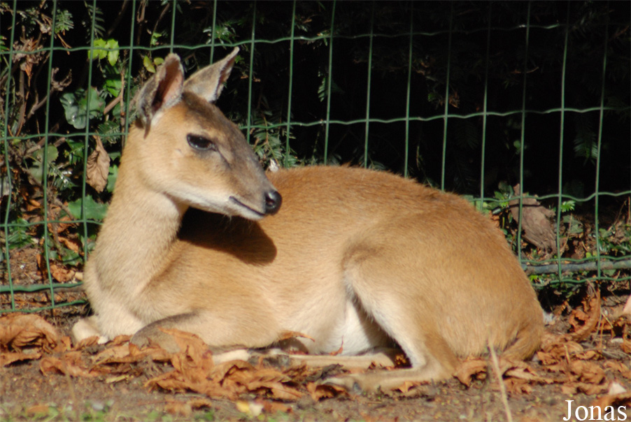 Tetracerus quadricornis