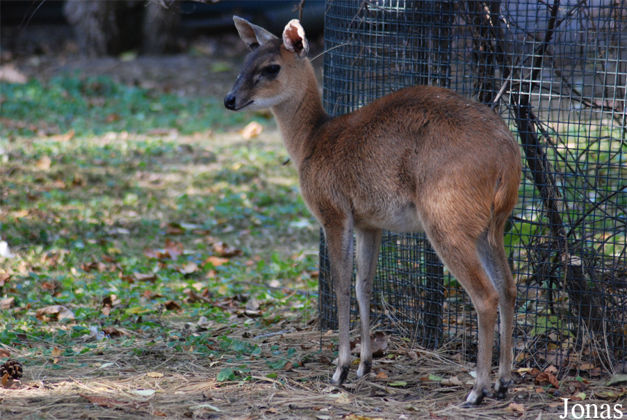 Tetracerus quadricornis
