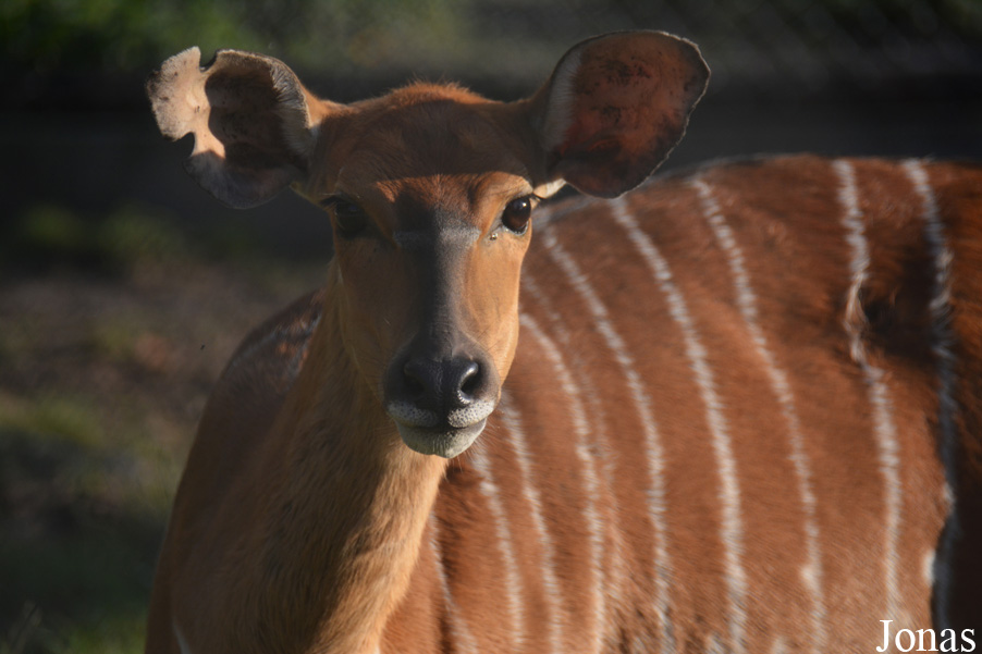 Tragelaphus angasii