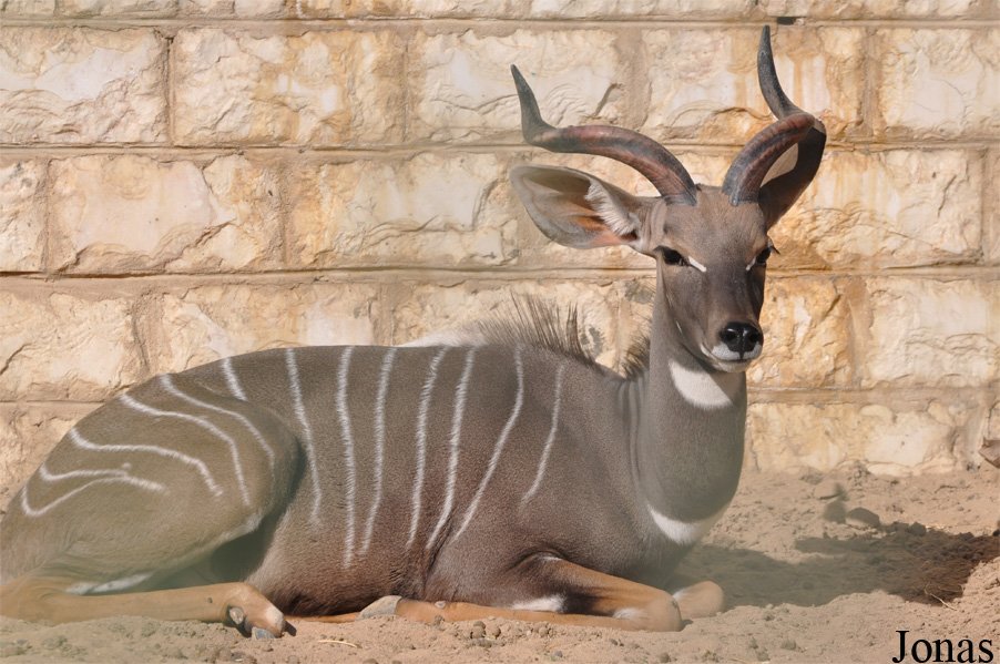 Tragelaphus imberbis australis