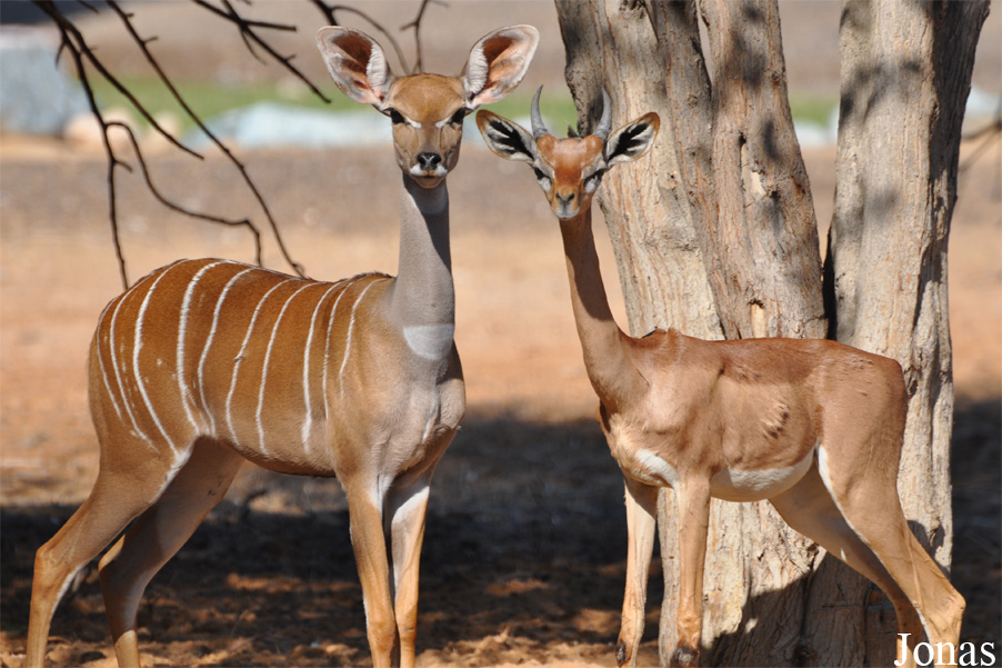 Tragelaphus imberbis imberbis