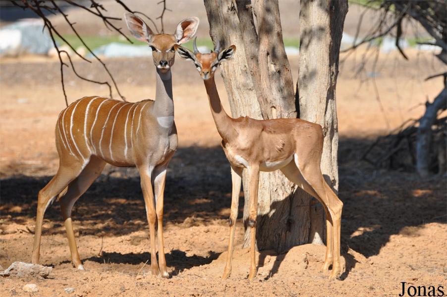 Tragelaphus imberbis imberbis