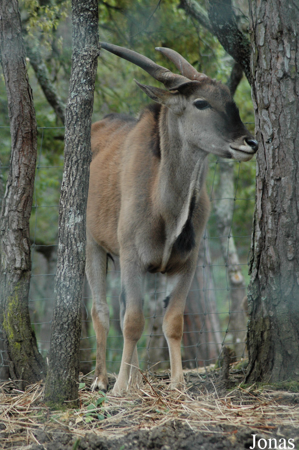 Tragelaphus oryx