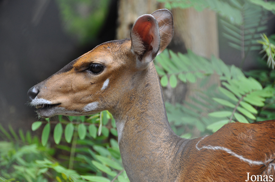 Tragelaphus scriptus phaleratus