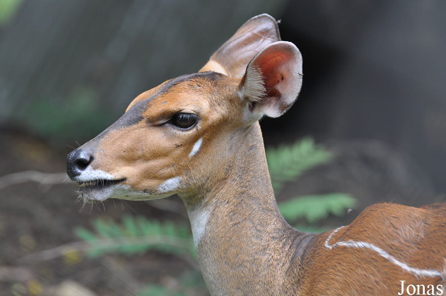 Tragelaphus scriptus phaleratus