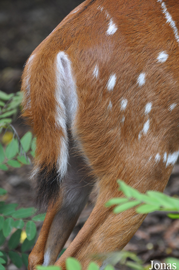 Tragelaphus scriptus phaleratus