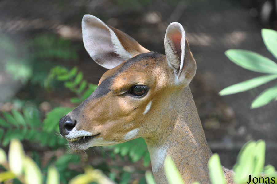 Tragelaphus scriptus phaleratus