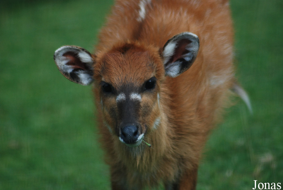 Tragelaphus spekii gratus