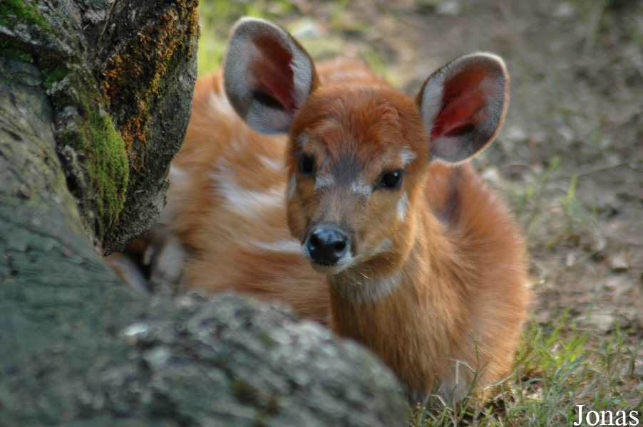 Tragelaphus spekii gratus