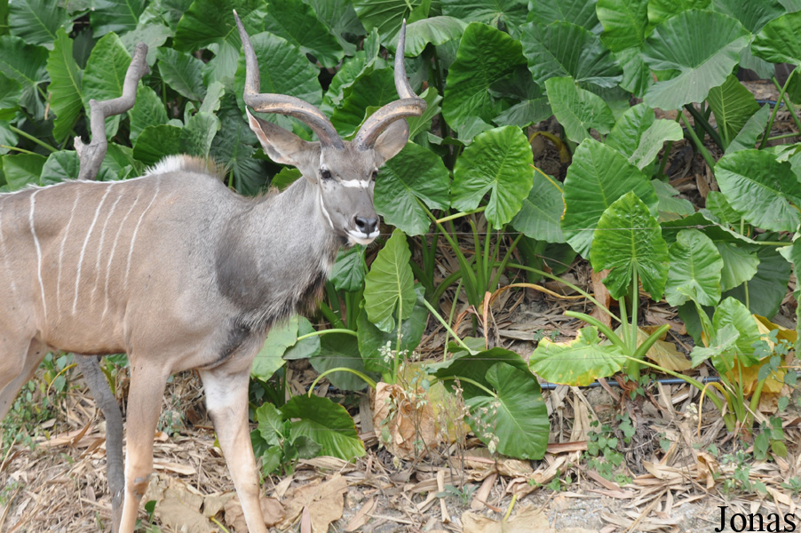 Tragelaphus strepsiceros