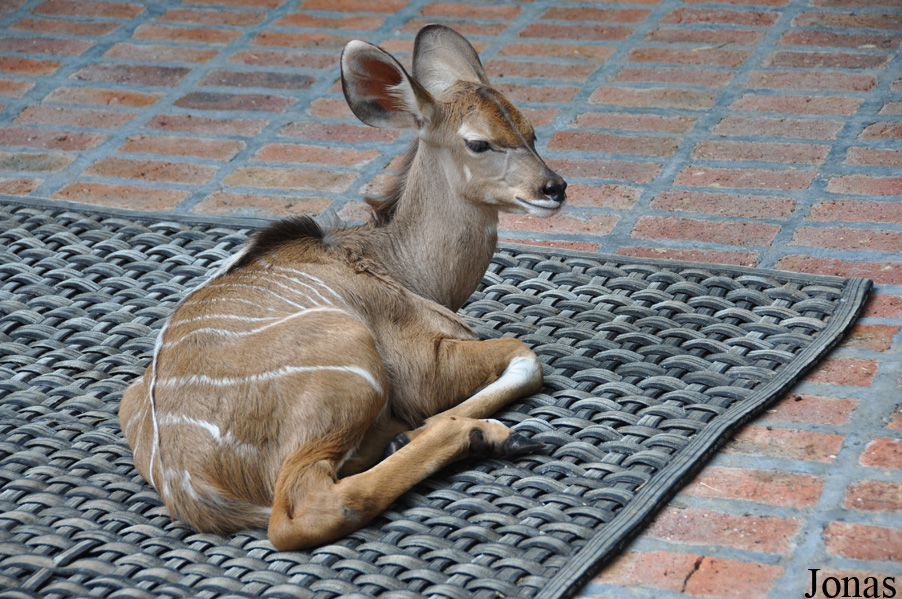 Tragelaphus strepsiceros