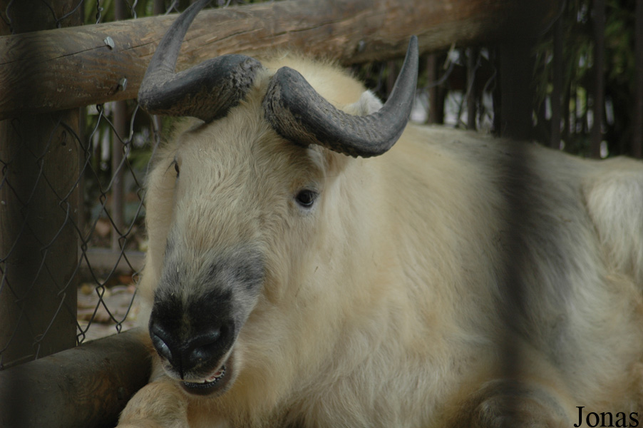 Budorcas taxicolor tibetana