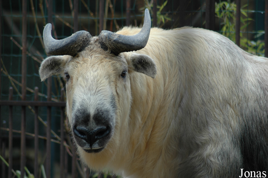 Budorcas taxicolor tibetana