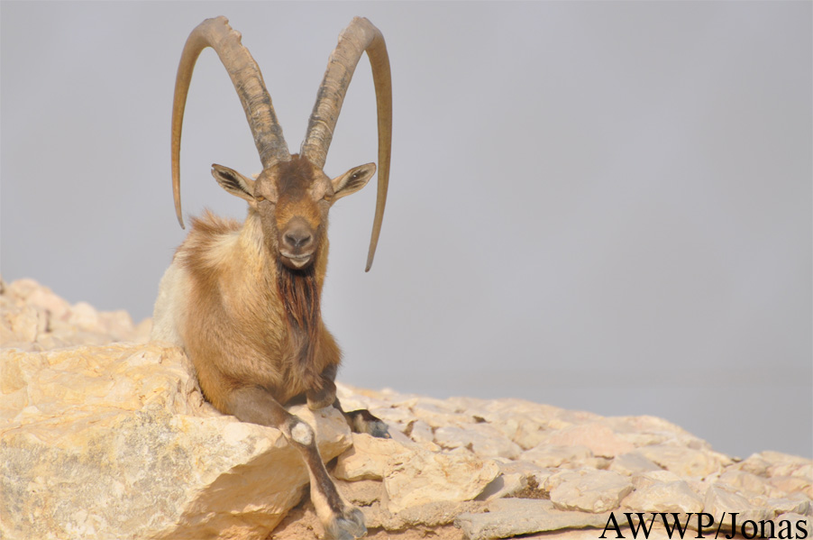 Capra aegagrus