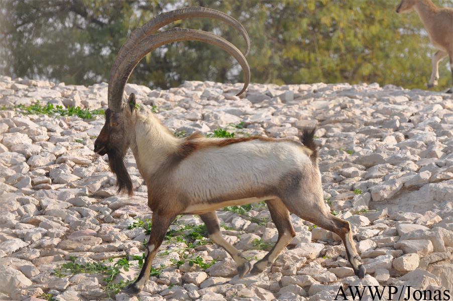 Capra aegagrus
