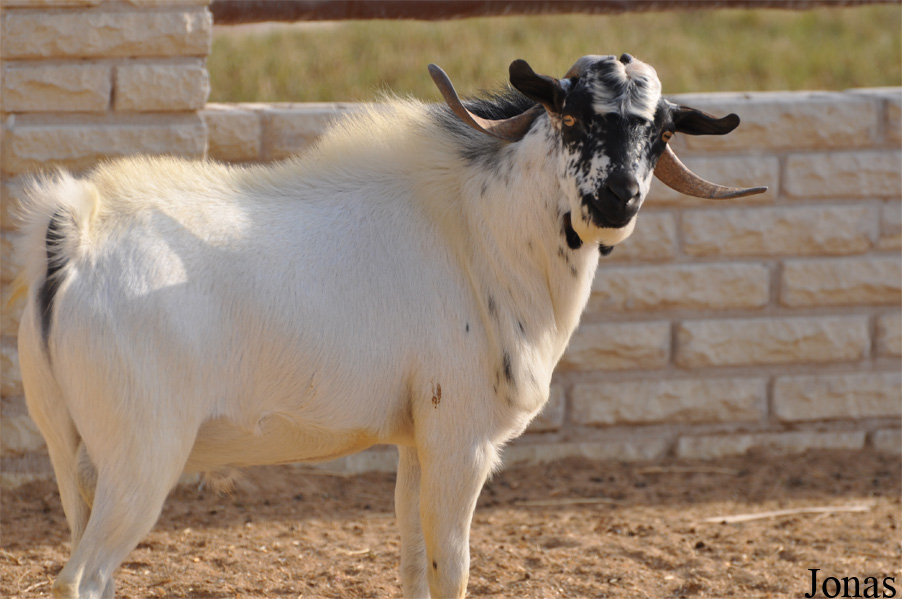 Chèvre Faror