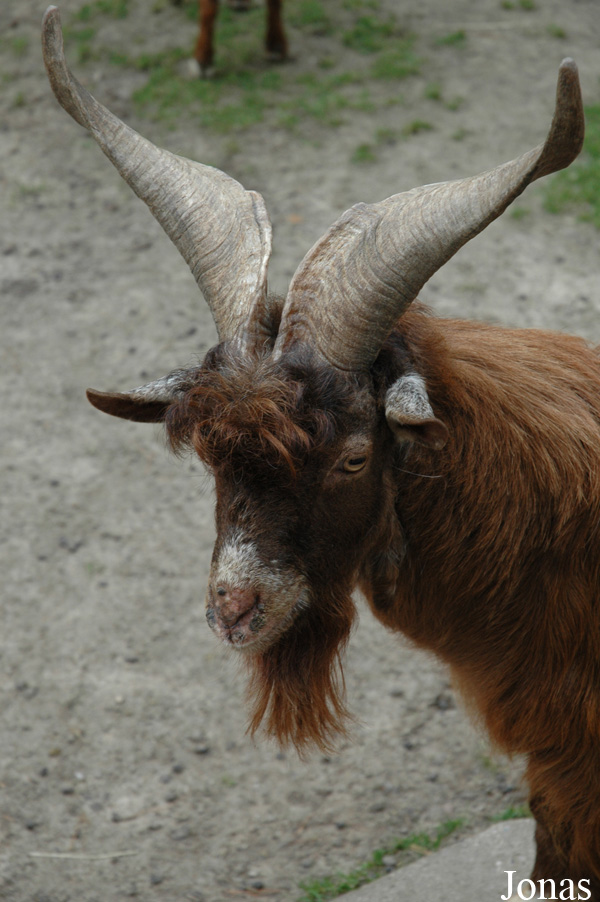 Chèvre Girgentana