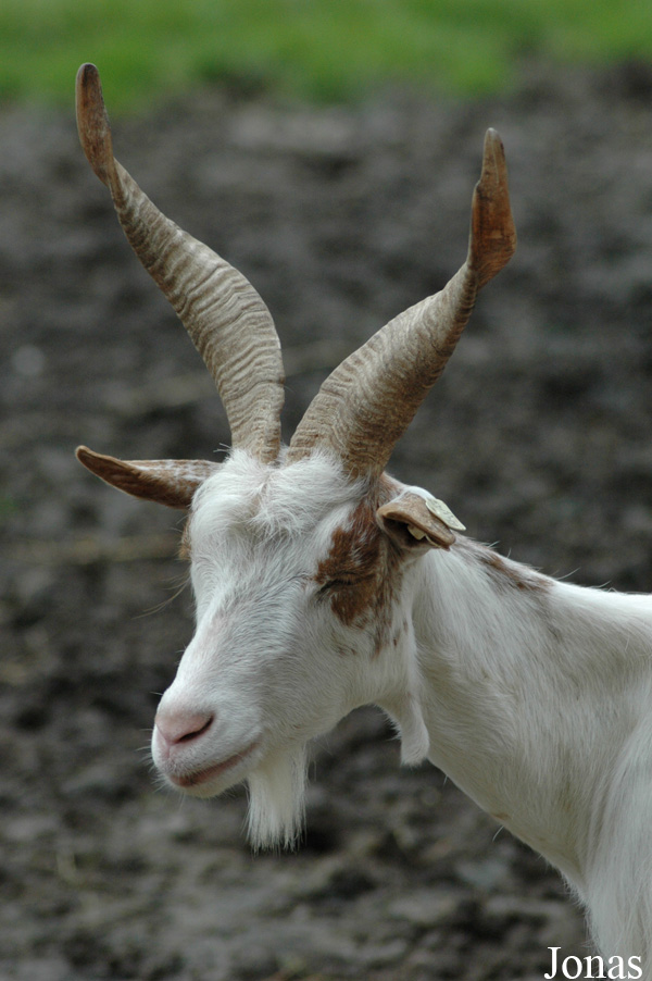 Chèvre Girgentana