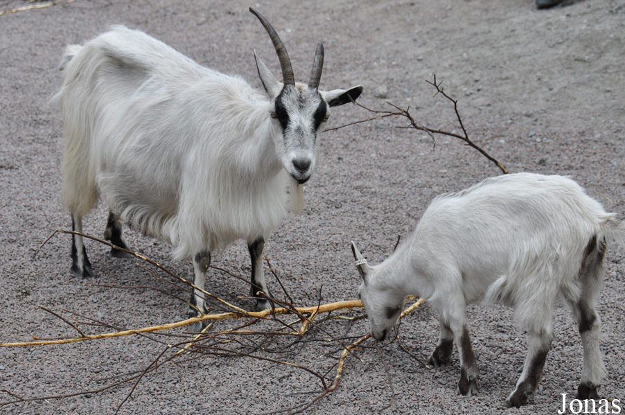 Chèvre du Jämtland 